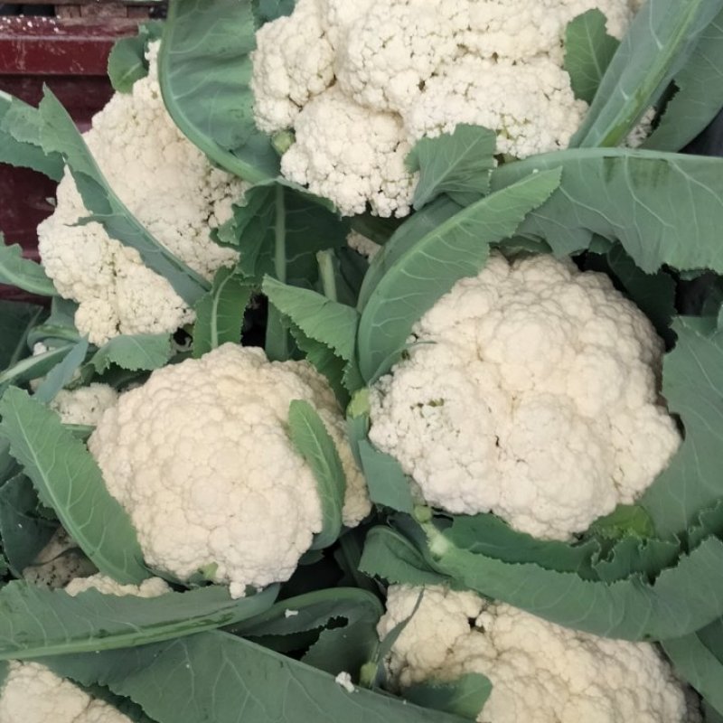精品有机花菜，小米花大米花，青梗白面，根小叶少，货源充足