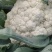 精品有机花菜，小米花大米花，青梗白面，根小叶少，货源充足