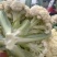 精品有机花菜，小米花大米花，青梗白面，根小叶少，货源充足