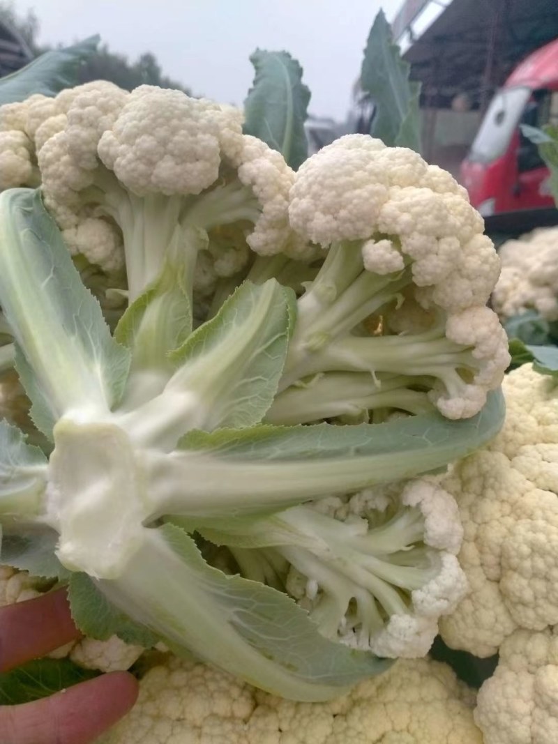精品有机花菜，小米花大米花，青梗白面，根小叶少，货源充足