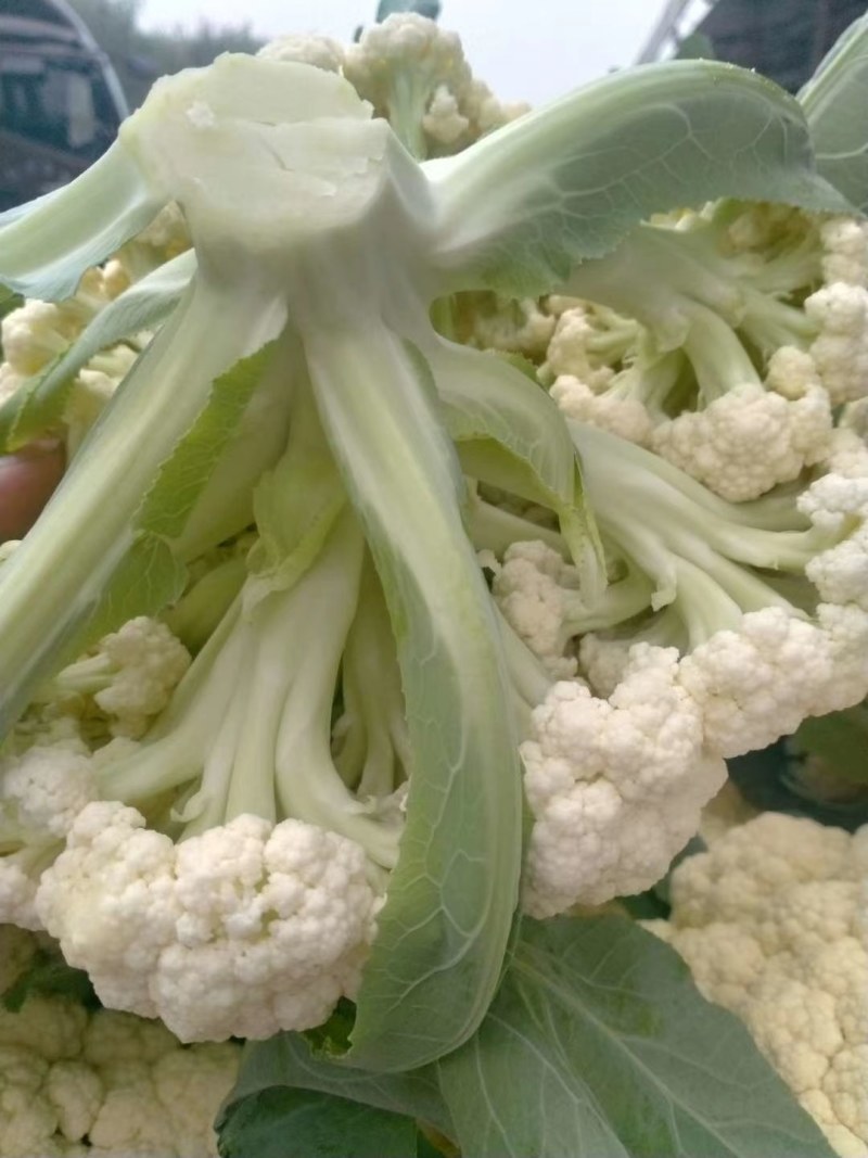 精品有机花菜，小米花大米花，青梗白面，根小叶少，货源充足