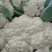 精品有机花菜，小米花大米花，青梗白面，根小叶少，货源充足