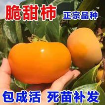 脆甜柿子树苗太秋阳丰黑柿台湾脆柿摘下直接吃现挖现发货