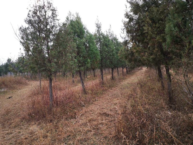 侧柏大规格树苗9公分10公分11公分大量有货