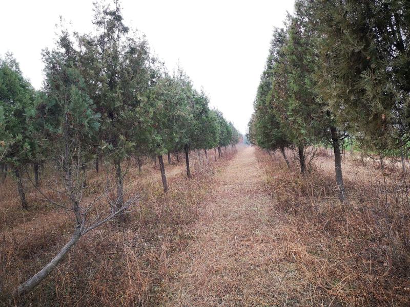 侧柏大规格树苗9公分10公分11公分大量有货