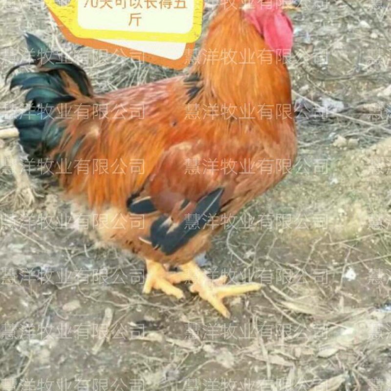 K九新广901鸡苗质量可靠包打岀壳疫苗包运输存活～