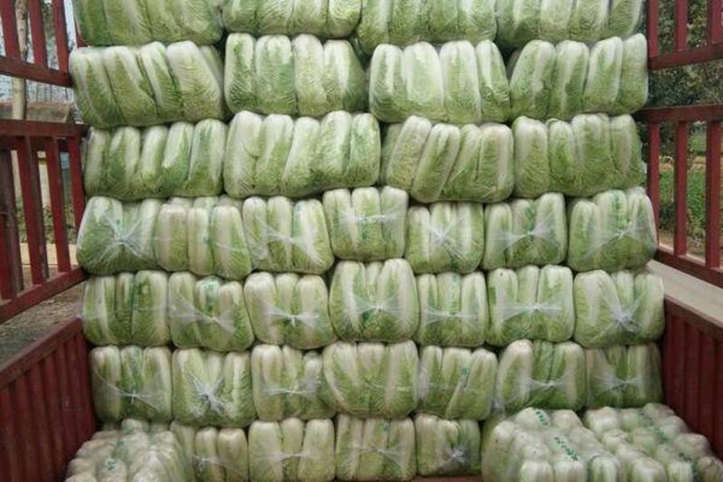 山东肥城北京三号大白菜4~6斤一手货源一条龙服务
