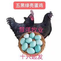 五黑绿壳蛋鸡苗质量可靠质量可靠