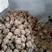 湖南魔芋一代种子，产地直发，品质保证，欢迎来电