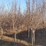 红玉兰6-8公分定植分支点统一清地处理
