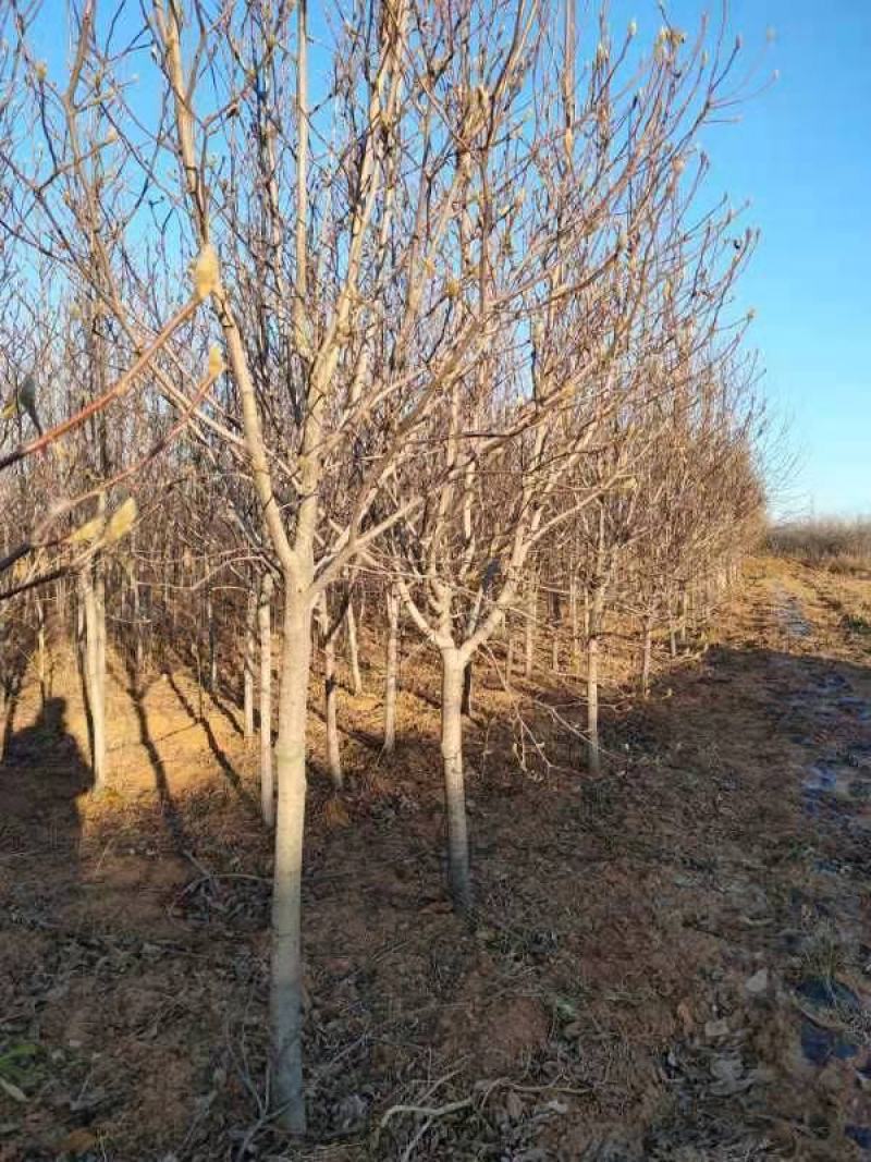 红玉兰6-8公分定植分支点统一清地处理