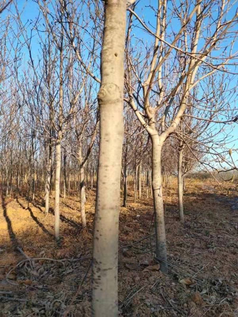 红玉兰6-8公分定植分支点统一清地处理