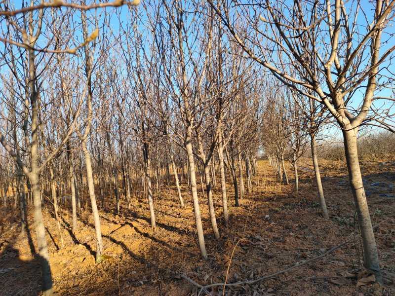 红玉兰6-8公分定植分支点统一清地处理