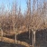 红玉兰6-8公分定植分支点统一清地处理