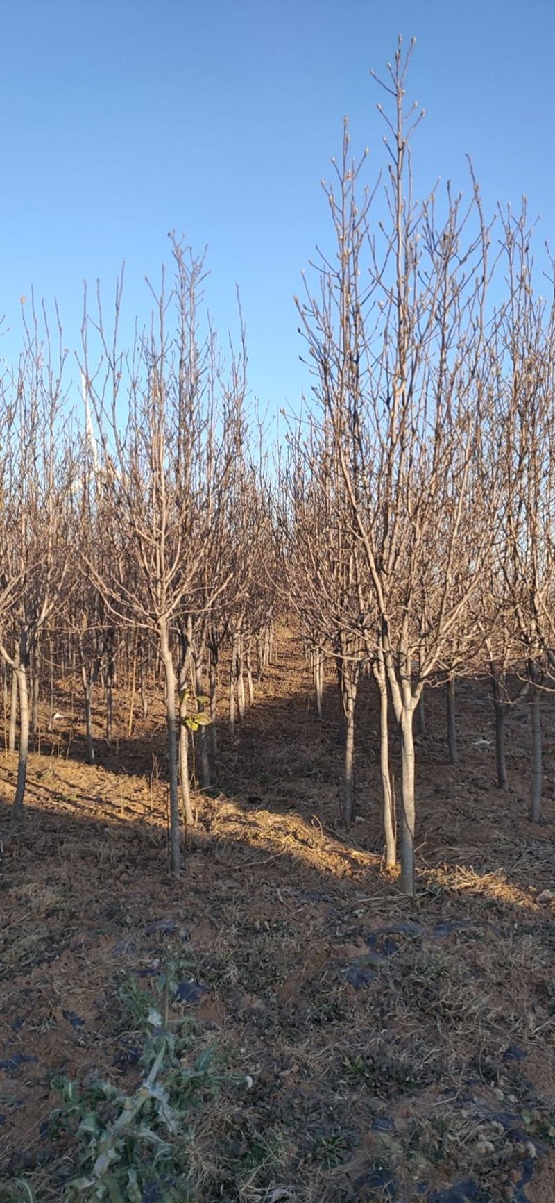红玉兰6-8公分定植分支点统一清地处理