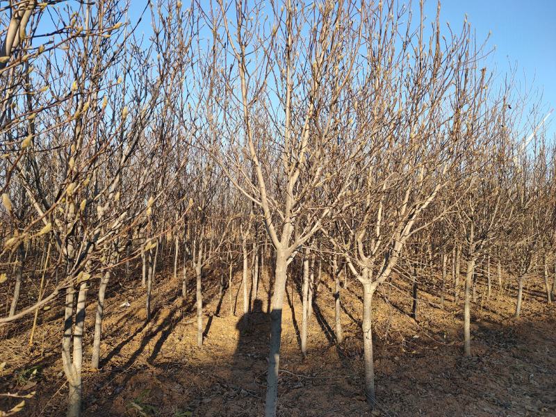 红玉兰6-8公分定植分支点统一清地处理