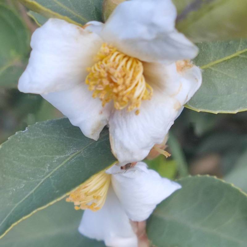 高产嫁接长林系列油茶苗