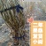 果桑苗无籽大十嫁接苗（汁多口感好甜度高）包对版包技术