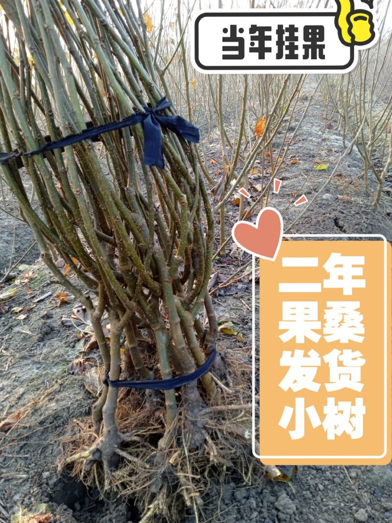 果桑苗无籽大十嫁接苗（汁多口感好甜度高）包对版包技术