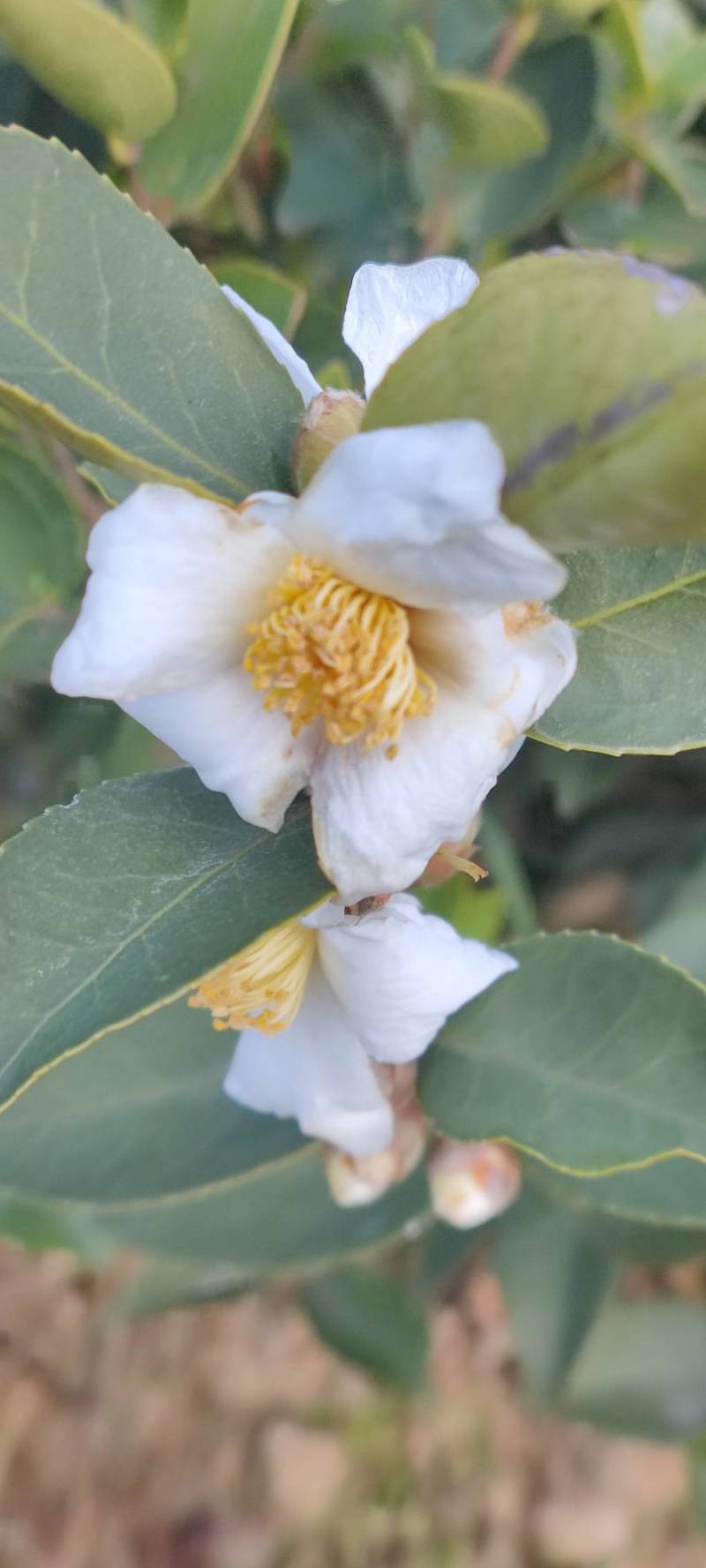 高产嫁接长林系列油茶苗