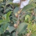 高产嫁接长林系列油茶苗