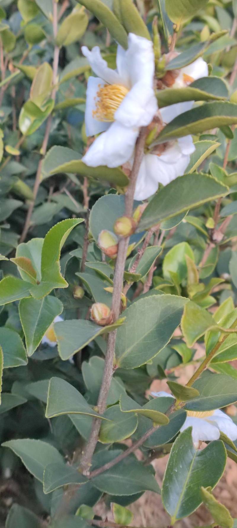 高产嫁接长林系列油茶苗