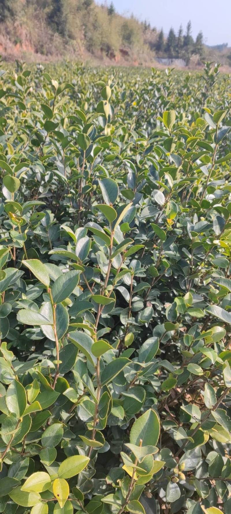 高产嫁接长林系列油茶苗