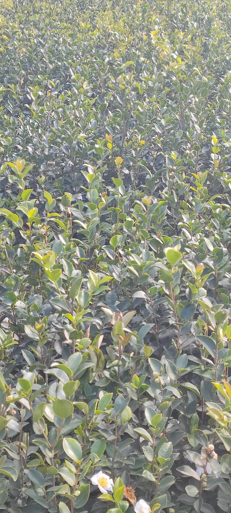 高产嫁接长林系列油茶苗