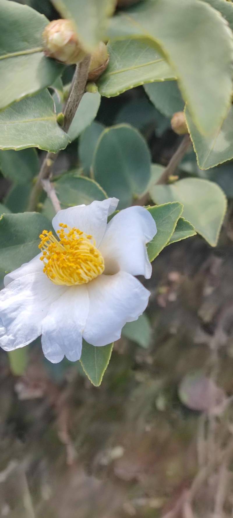 高产嫁接长林系列油茶苗