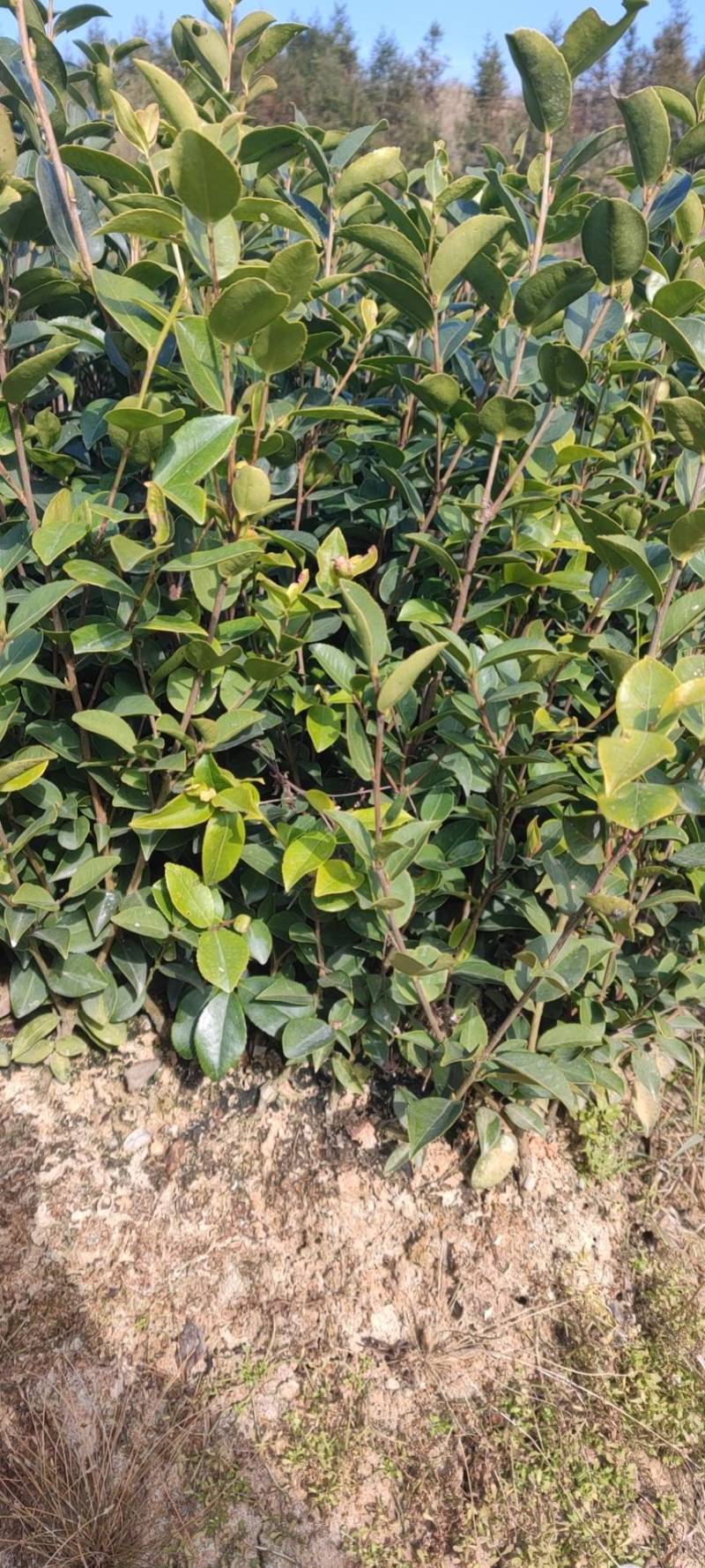高产嫁接长林系列油茶苗