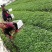 萝卜芽苗菜