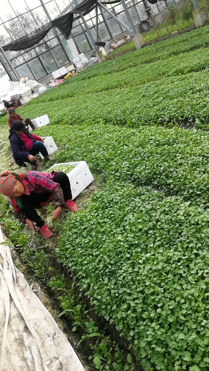 萝卜芽苗菜