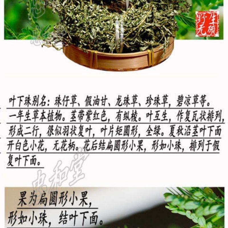 野生日晒叶下珠珍珠草夜合草珠仔草阴阳草天然草药茶中夜下珠