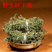 野生日晒叶下珠珍珠草夜合草珠仔草阴阳草天然草药茶中夜下珠
