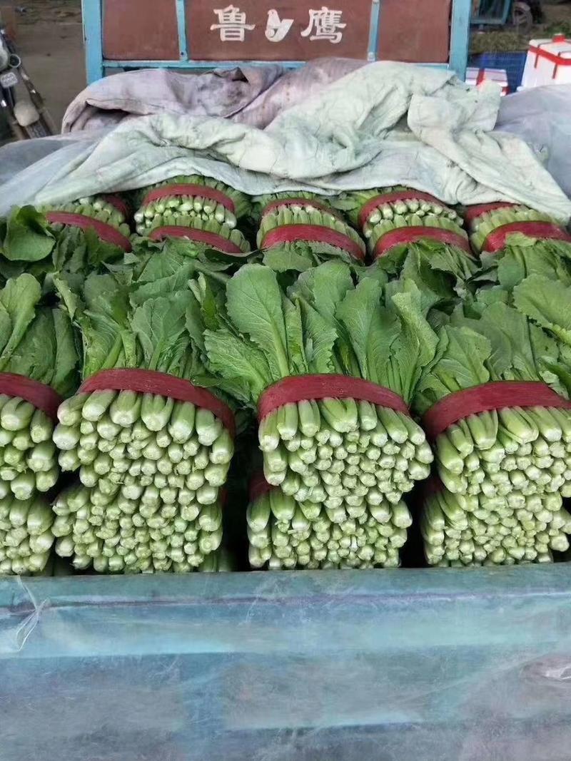 河北邯郸联邦蔬菜物流园青帮小白菜各种蔬菜大量上市