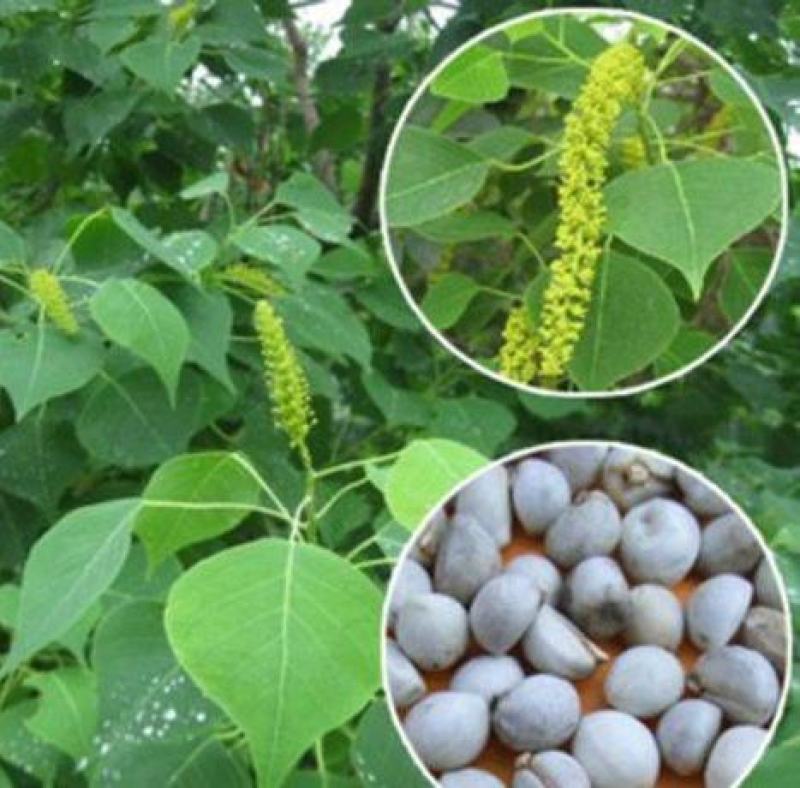 新采乌桕种子腊子树种子山乌桕种子桕子树木子树种子