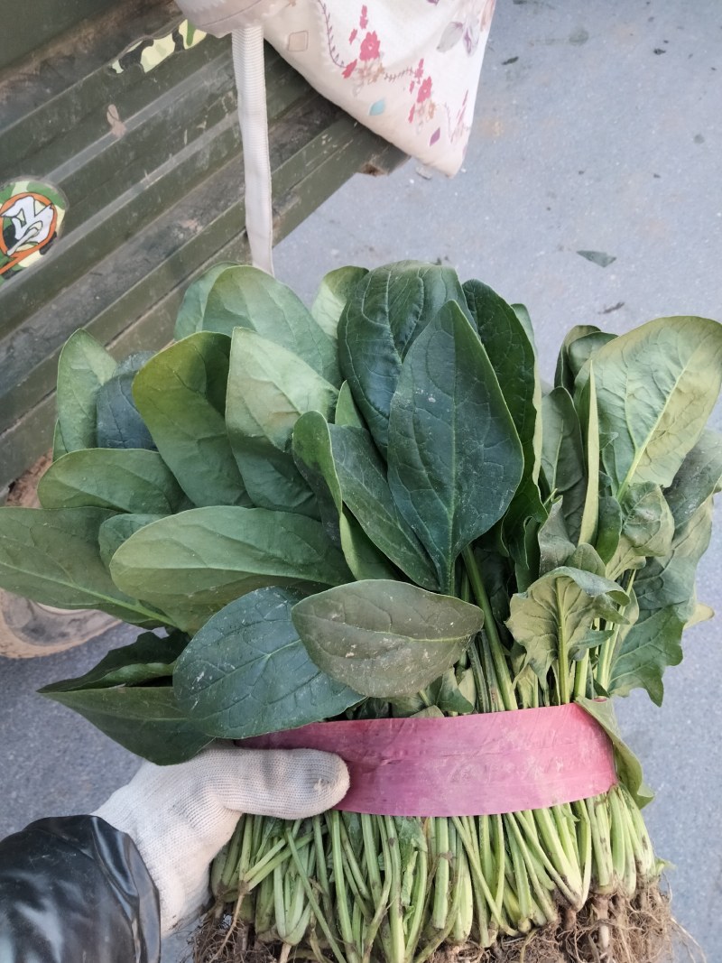 河南滑县大叶菠菜大量上市了，株高二十五公左右，大量有货