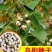 新采乌桕种子腊子树种子山乌桕种子桕子树木子树种子