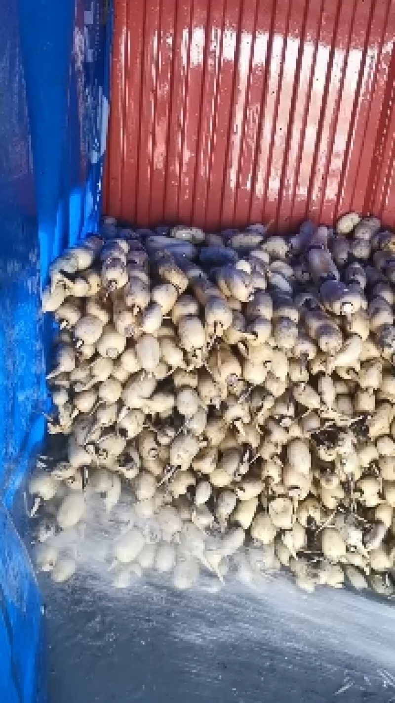 莲藕新鲜35莲藕，个头大，条形好，口感甜脆，