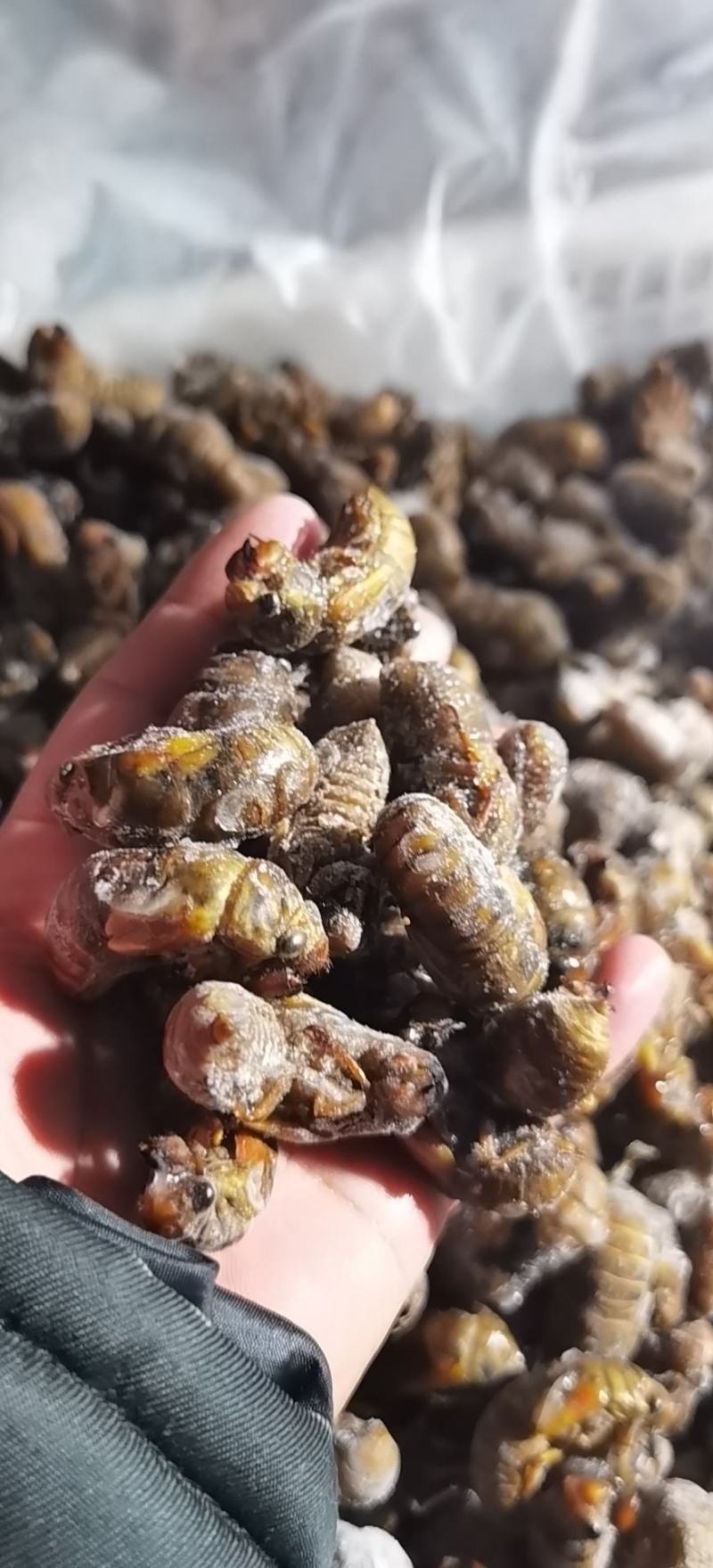 大量出售金蝉自助餐饭店使用特别合适货源不多喜欢的老板订货