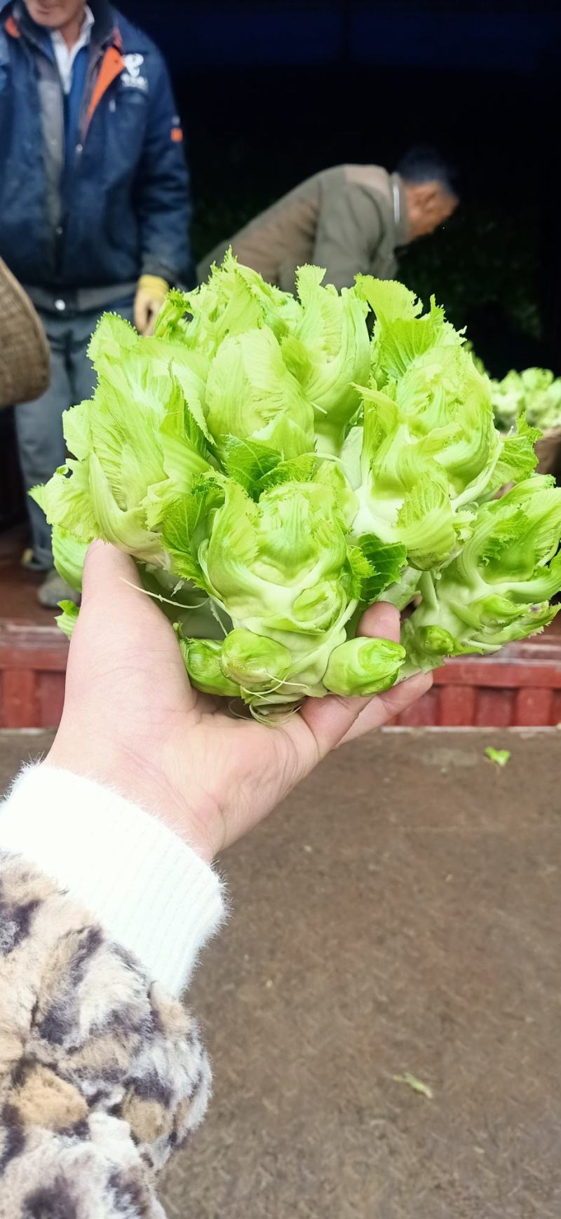四川精品儿菜毛货净货半毛货