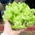 四川精品儿菜毛货净货半毛货