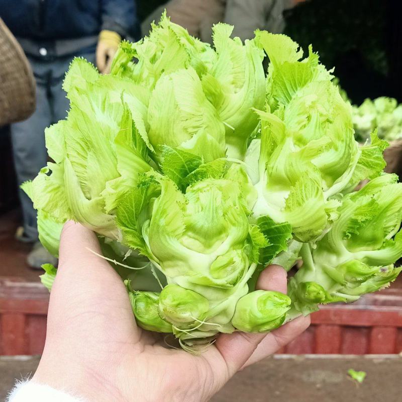 四川精品儿菜毛货净货半毛货
