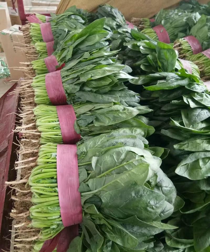 精品本地大叶、小叶菠菜，25-30cm，大量现货供应！
