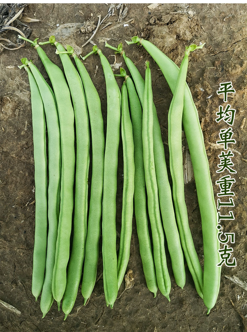 盛一奇0728小金豆种子四季豆种子菜种子架豆种子春秋栽培