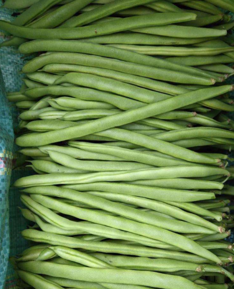 盛一奇0728小金豆种子四季豆种子菜种子架豆种子春秋栽培