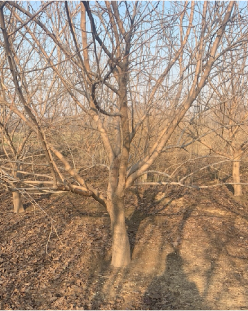 【推荐】黑珍珠桑果苗一手货源，规格齐全，货量充足
