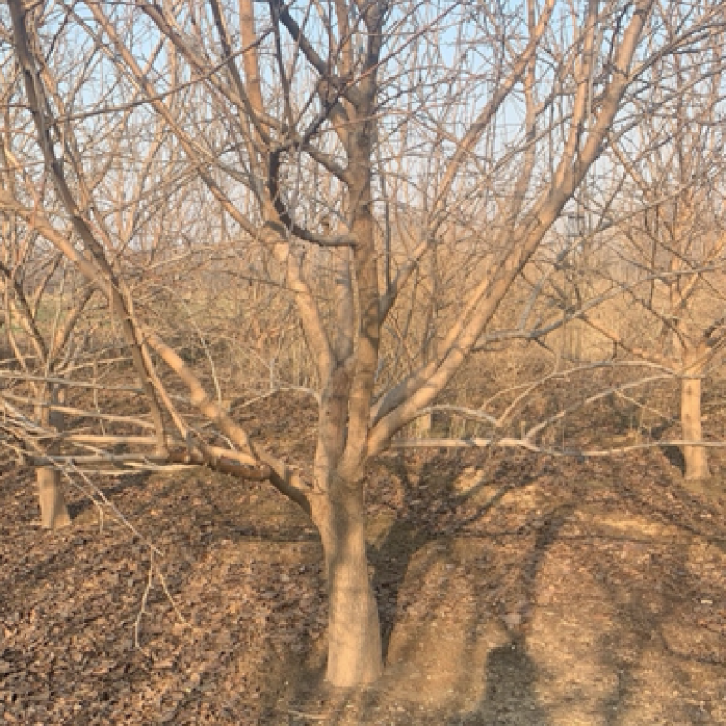 【推荐】黑珍珠桑果苗一手货源，规格齐全，货量充足