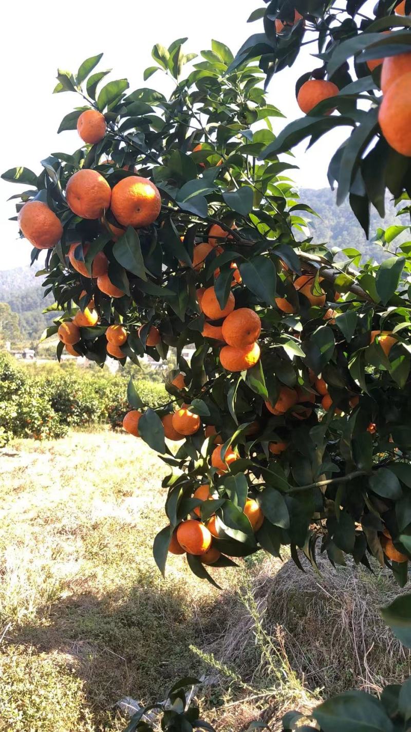 【实力派】沙糖桔，收百家果，大量出果中，欢迎合作共赢