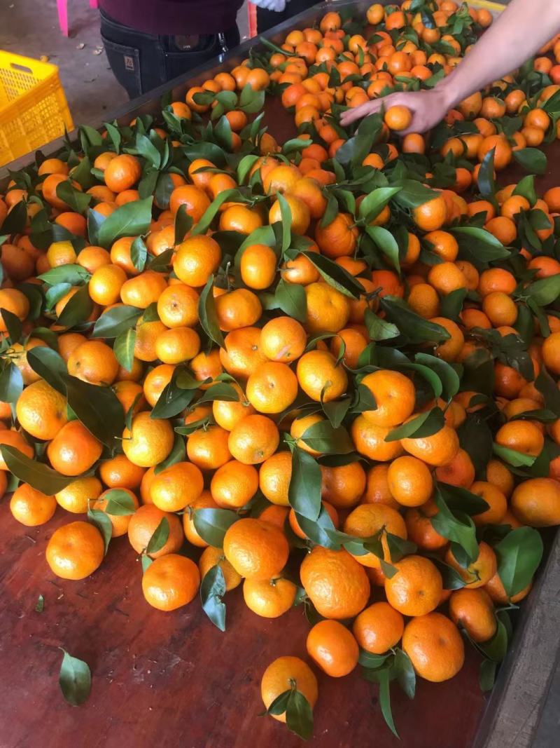 【实力派】沙糖桔，收百家果，大量出果中，欢迎合作共赢